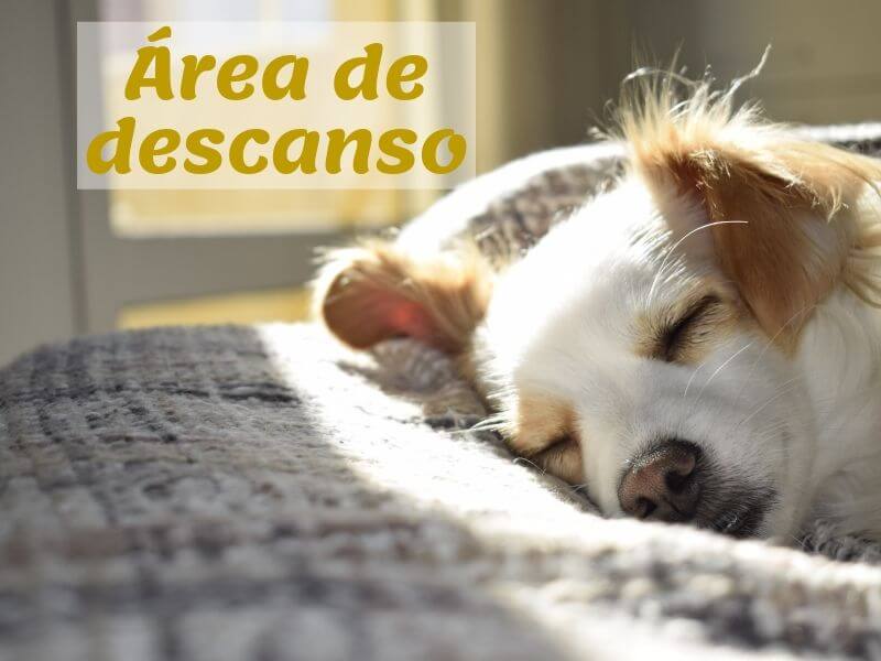 mascota en casa, adapta tu hogar.