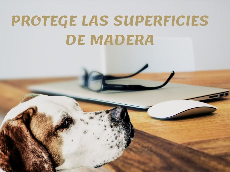 mascotas