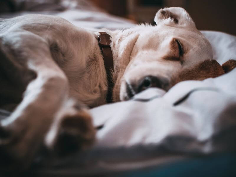 mascota en casa, adapta tu hogar.