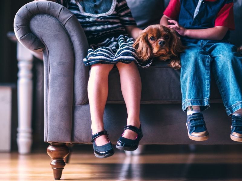 Mascotas en casa: 12 consejos para adaptar tu hogar.