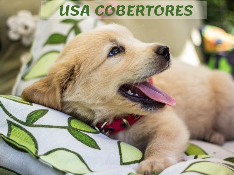 mascota en casa, adapta tu hogar.