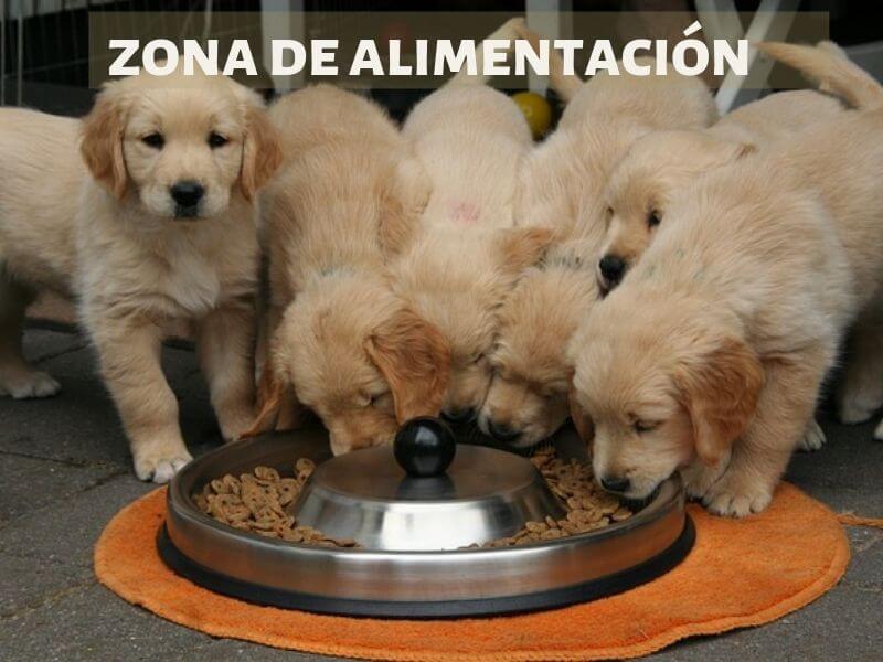 Mascota en casa: 12 consejos para adaptar tu hogar.