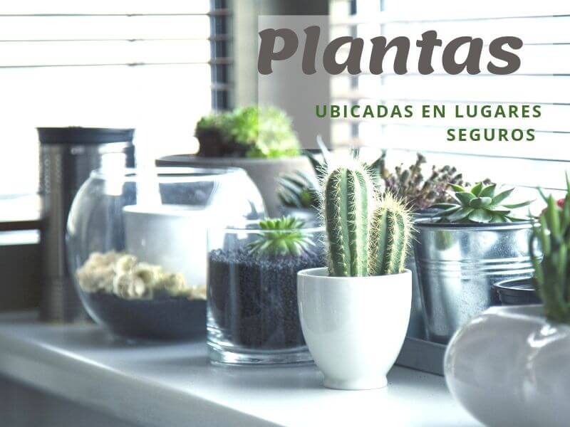 mascota en casa, adapta tu hogar.