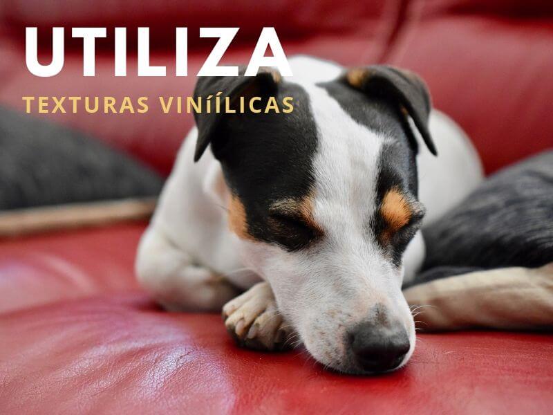 mascota en casa, adapta tu hogar.