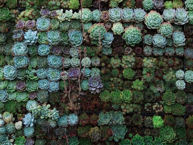 diseño biofílico
