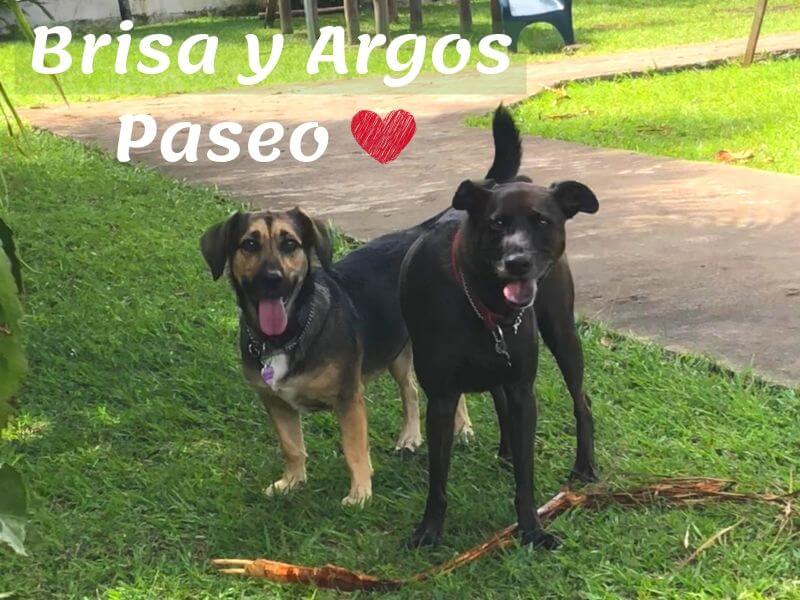 Argos y Brisa en el parque. Mascotas.