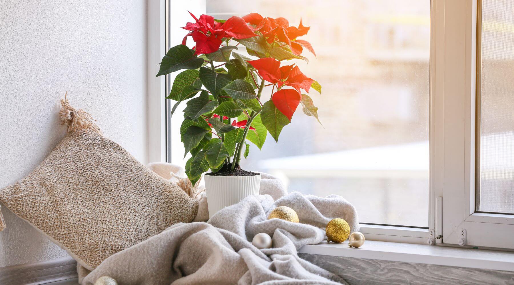 Decoración Navideña