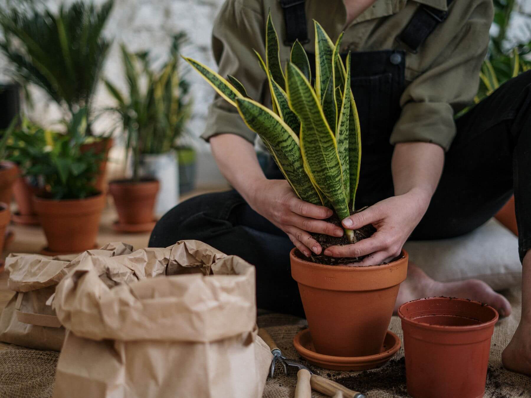ideas para decorar la casa con plantas